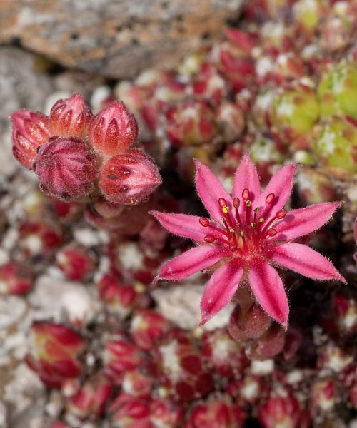 Spinnwebhauswurz | Foto: Herfried Marek