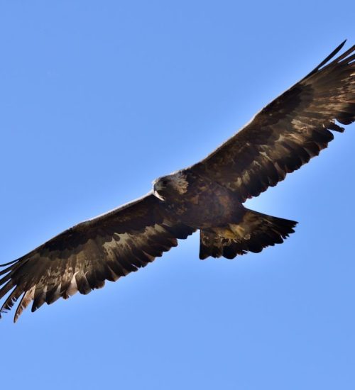 Steinadler | Foto: M.Schinner