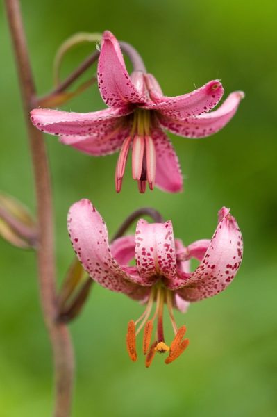 Türkenbundlilie | Foto: Ewald Neffe