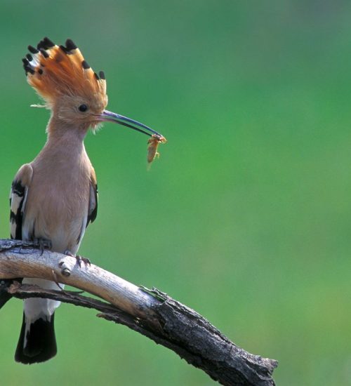 Wiedehopf | Foto: F. Kovacs