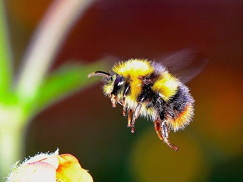 Wiesenhummel_c_Pixabay