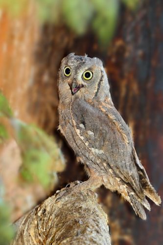 Zwergohreule | Foto: Ewald Neffe