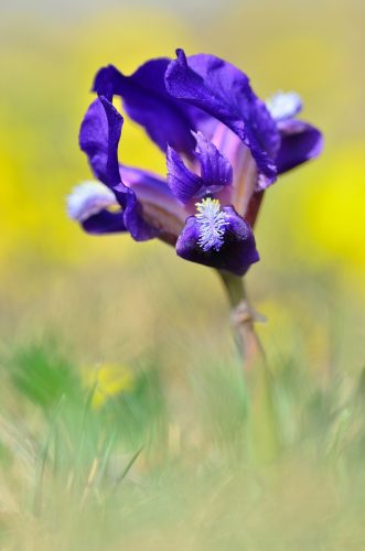 Zwergschwertlilie | Foto. Herfried Marek