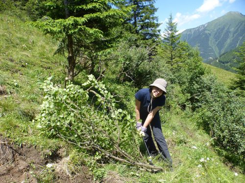 Eine Frau schneidet einen Busch am Hang
